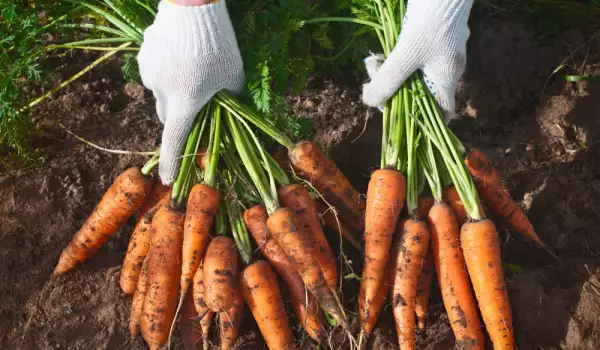 Правила за успешна реколта моркови