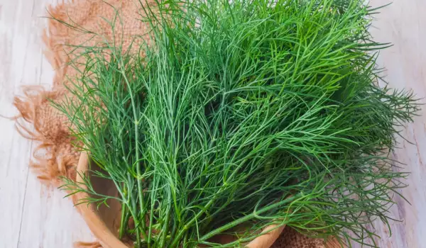 Как да имате свеж зелен копър в градината от ранна пролет до късна есен