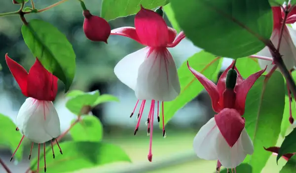 Begonia fuchsioides