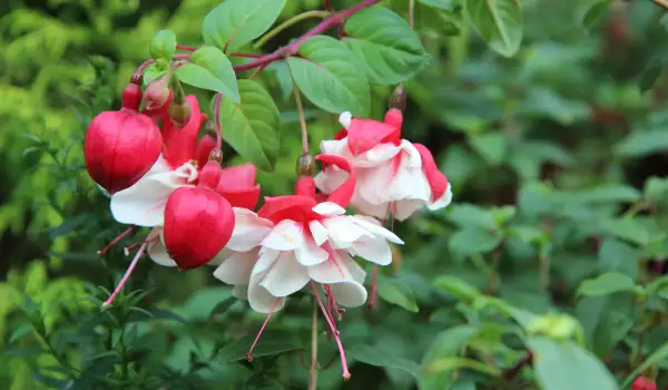 Бяло червена Бегония-фуксия (бegonia fuchsioides)