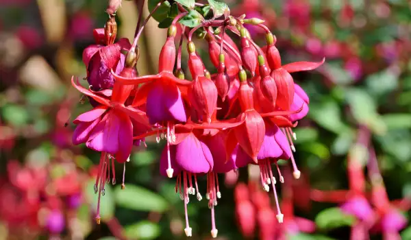 Бегония-фуксия (Begonia fuchsioides)