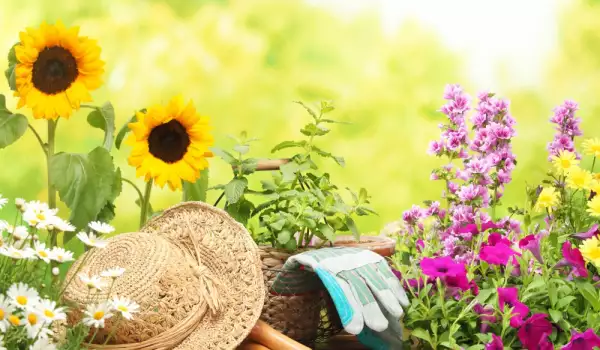 Чудесните ползи, които градинарството носи за здравето