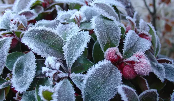 Гаултерия (Gaultheria) отглждане
