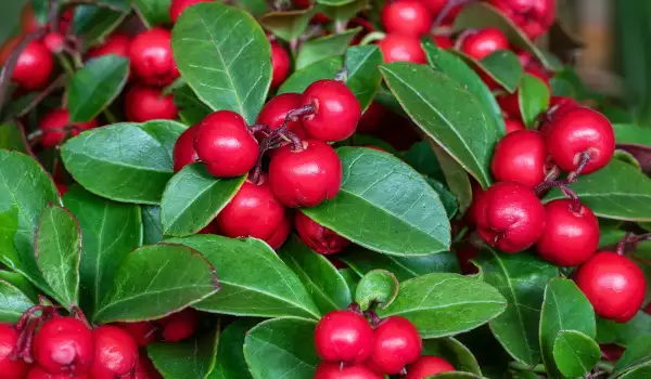Гаултерия (Gaultheria)