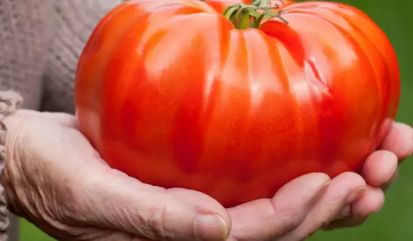 С какво се торят доматите?