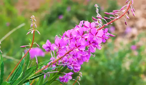 Полски цветя и билки в градината