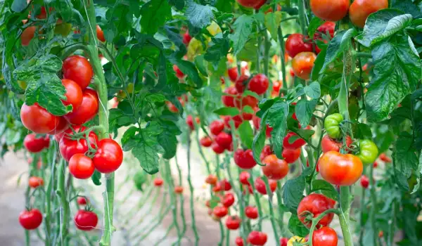 Кога и колко се поливат доматите
