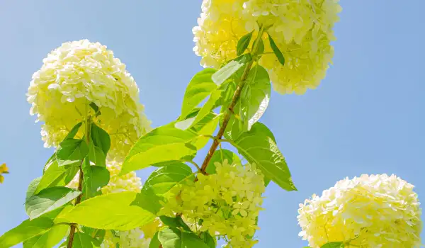 Метличести хортензии (Hydrangea paniculata)