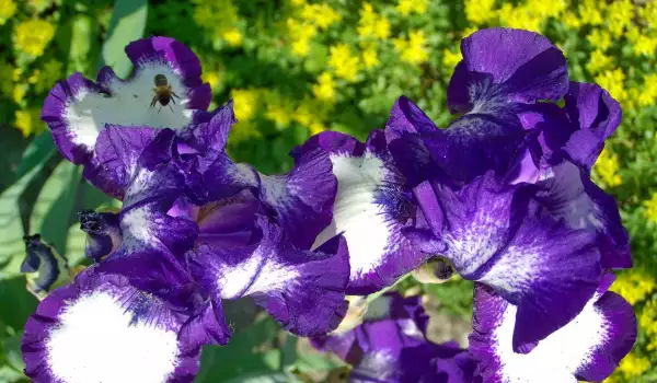 Японският воден ирис (Iris ensata)