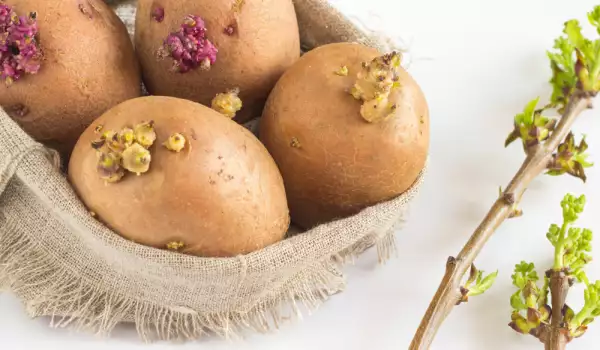 Сухо гниене картофи