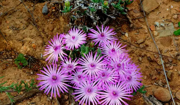 Лампрантус (Lampranthus)