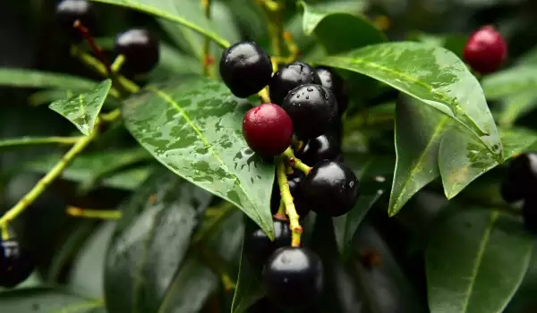 Лавровишня (Prunus laurocerasus)