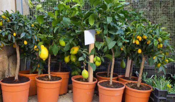 Как да поливаме лимон в саксия