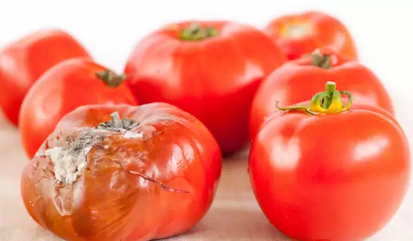 Признаци на бяло гниене на домати