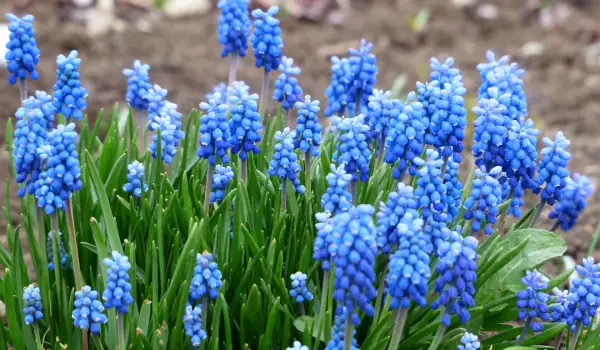 Мускари (Muscari)