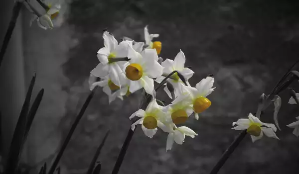 Нарцис Тацета