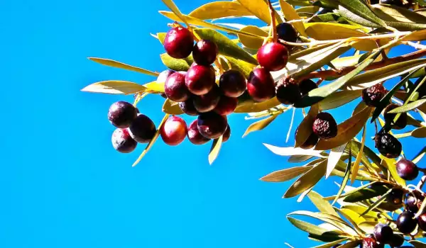 Отглеждане на маслиново дърво – какво трябва да знаем