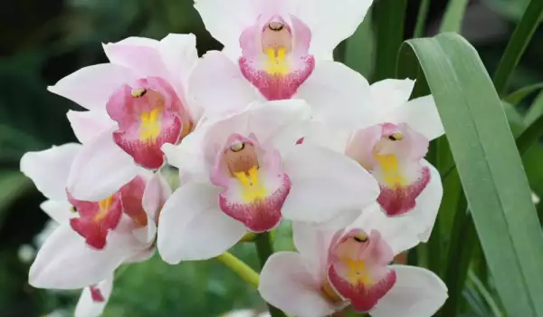 Колко време цъфти орхидеята?