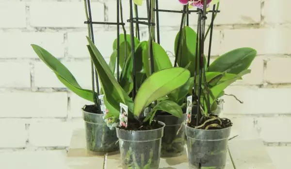 Как се подрязва орхидеята