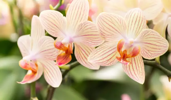 Орхидея - засаждане, поливане и торене