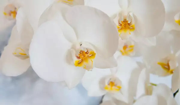Защо саксиите за орхидеи са прозрачни?