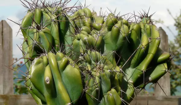 засаждане и отглеждане на перуански кактус