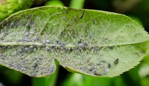 Листни въшки по растенията - как да се справим