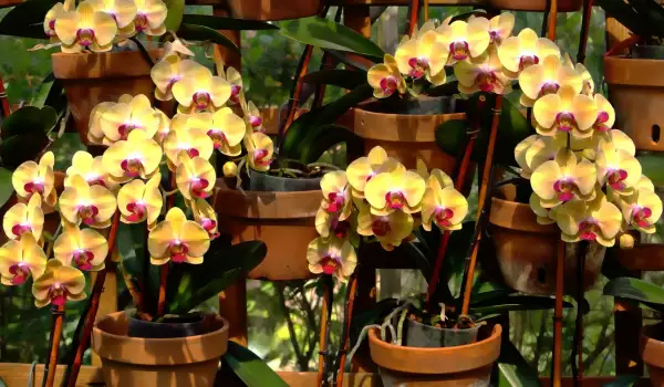 Как да подрязваме орхидеята фаленопсис?