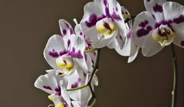 Oрхидеята Фаленопсис