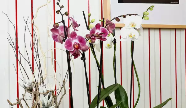 Орхидея Фаленопс ?