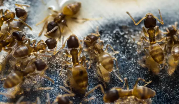 Народни средства против мравки в градината