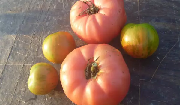 Растителна защита и борба с вредителите при розовите домати