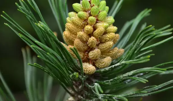 Клек  (лат. Pinus mugo)