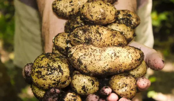 Засаждане на средни картофи