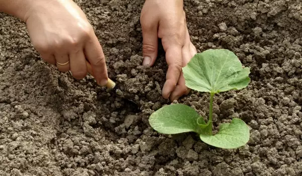 Каква трябва да е качествената почва за растенията