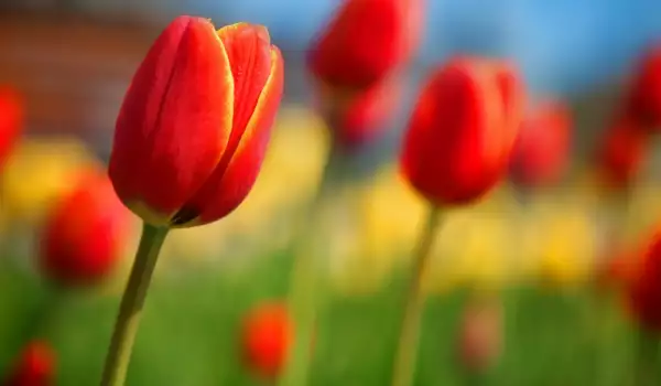 Красиви градински цветя в червено