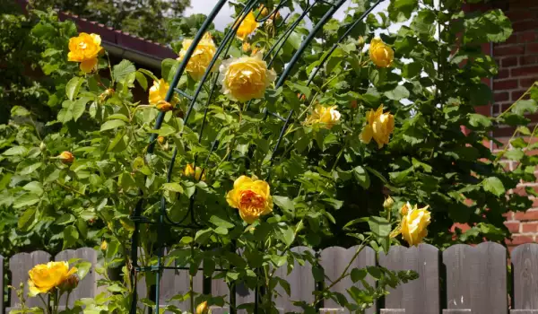 Красиви градински цветя в жълто