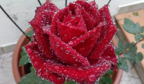Декоративна роза в саксия