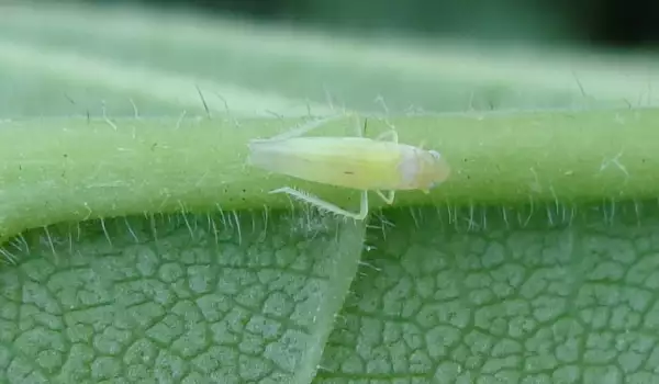 Розова цикада по роза дамасцена (Typhlocyba rosae)