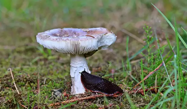 Гол охлюв