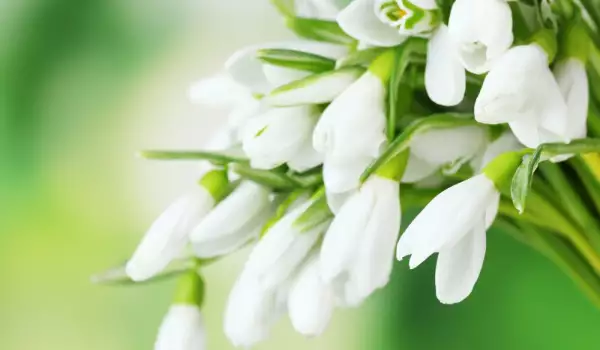 Красиви бели цветя за градината