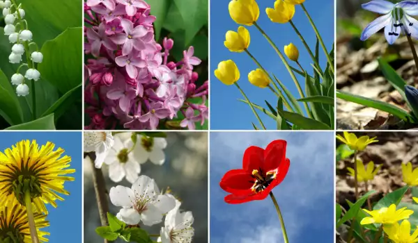 Кои цветя цъфтят през пролетта