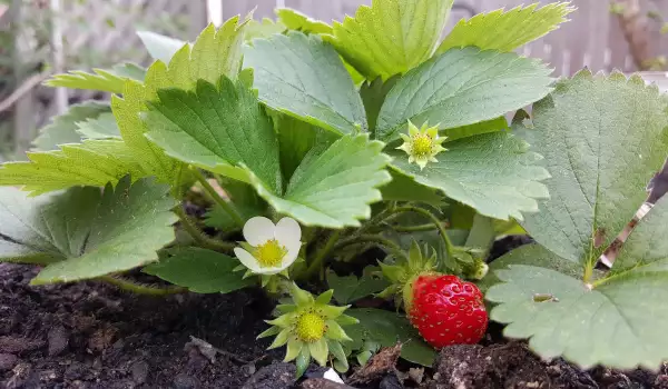 Кога се засаждат ягодите?