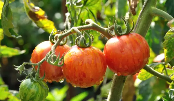 Защо се свиват листата на доматите