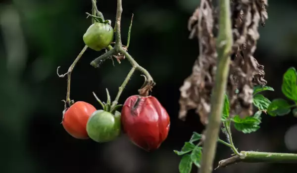 Болести по доматите