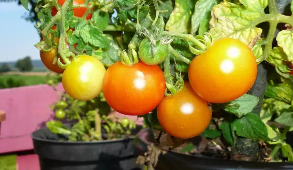 Правилен поливен режим на доматите