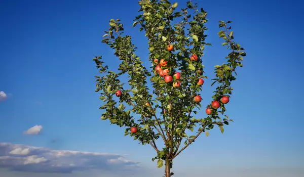 Поливане на ябълките - как и кога