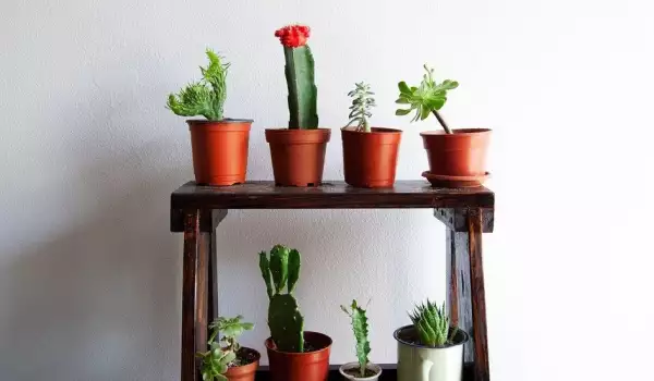 Важни грижи за кактусите през зимата