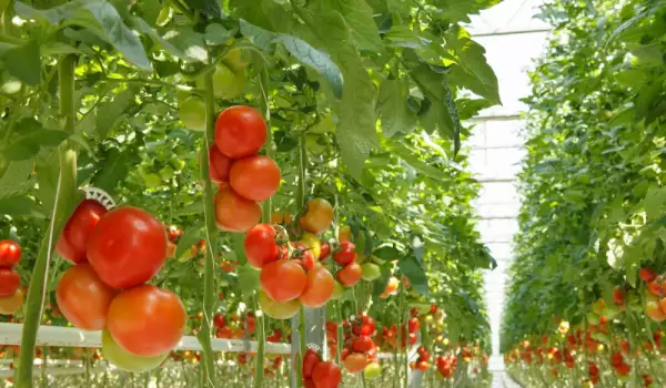 Засаждане и отглеждане на домати в оранжерии