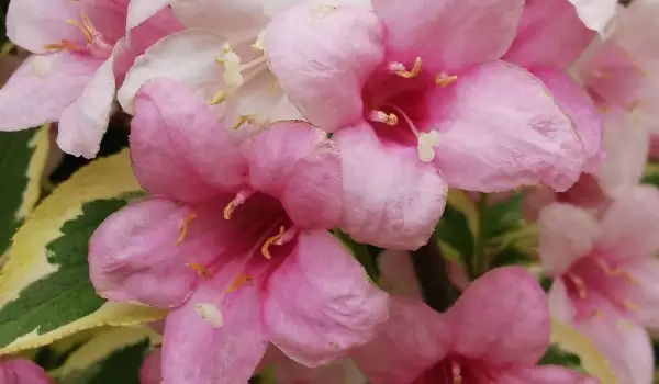 Вайгела (Weigela)